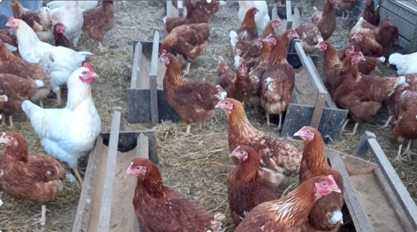 유나네자연숲농장 이미지 1