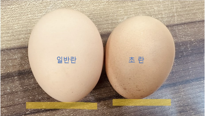 초란 20알×6회(매주/2주마다/3주마다/4주마다) 
