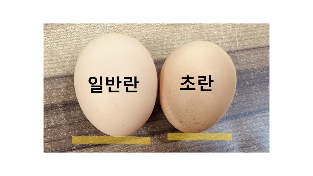 초란 40알×6회(매주/2주마다/3주마다/4주마다) 